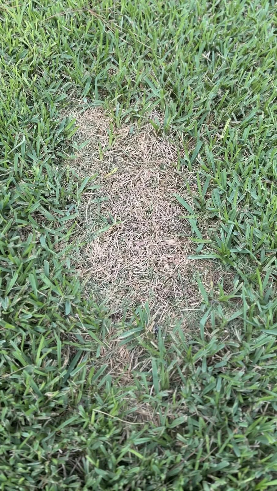 Real lawn patch at Day 0 before preparation