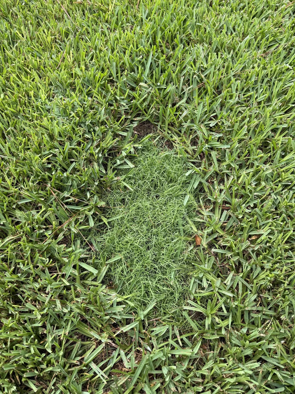Same real lawn patch at Day 14