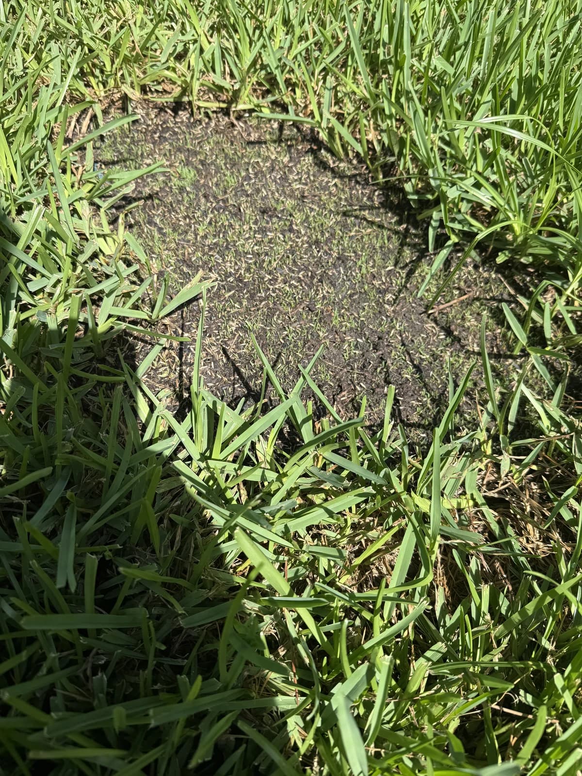 Day 4 real YardDay internal field photo showing early sprouts in one repaired patch