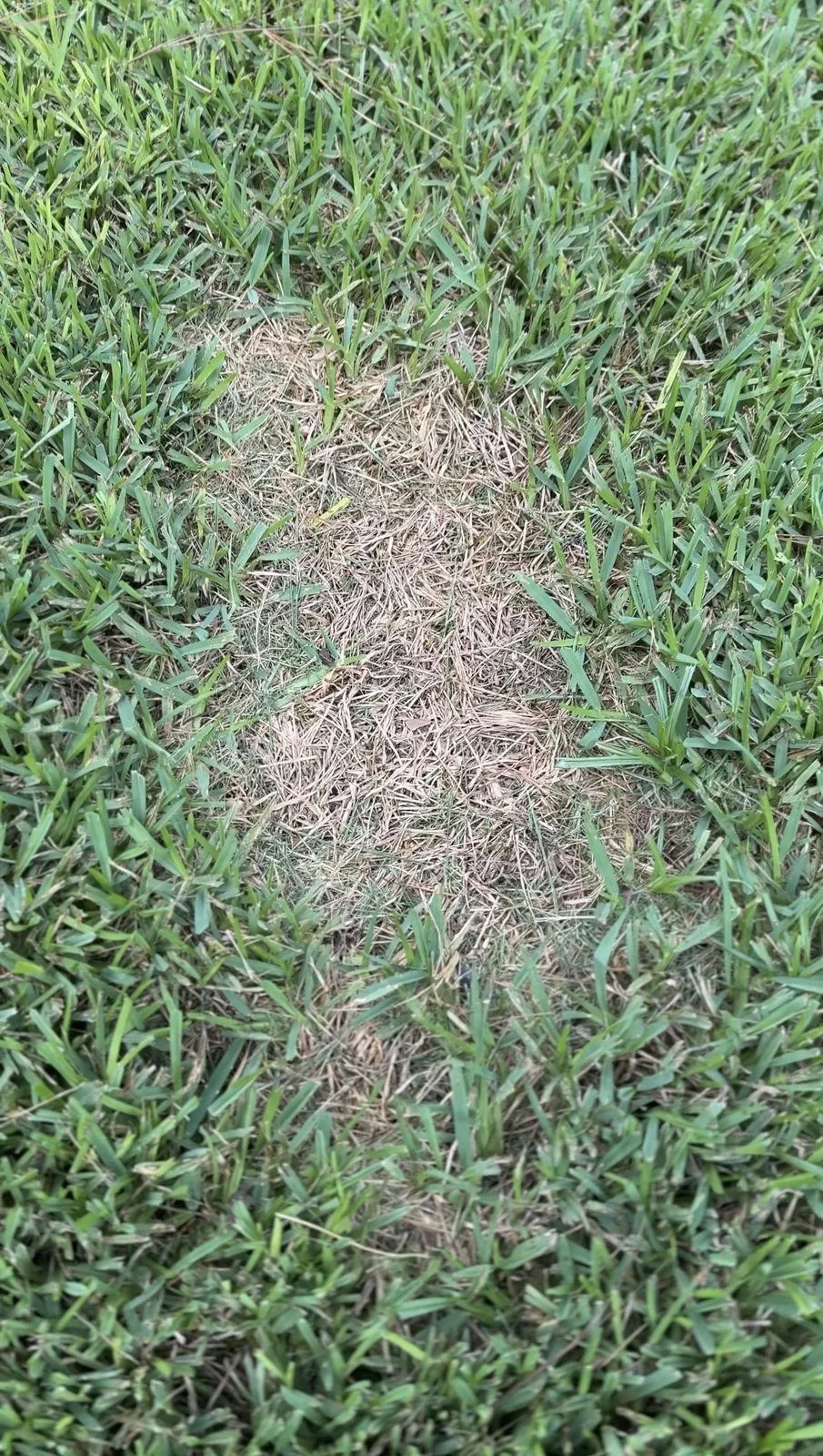 Day 0 YardDay internal test showing the patch with dead grass debris still present.