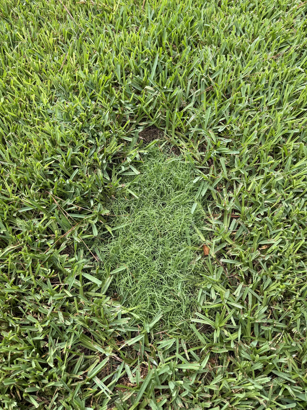 Day 14 YardDay internal test showing continued green growth in the patch.