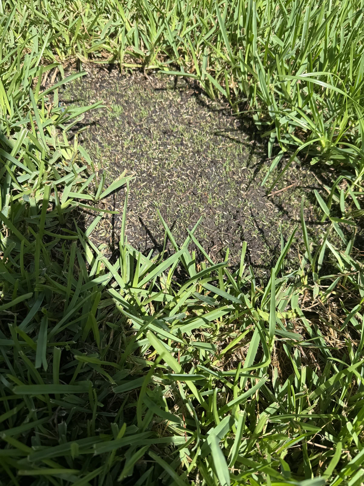 Day 4 YardDay internal test showing early sprouts across the prepared patch.