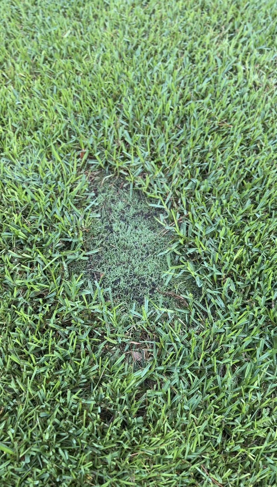 Day 7 YardDay internal test showing visible green growth in the patch.