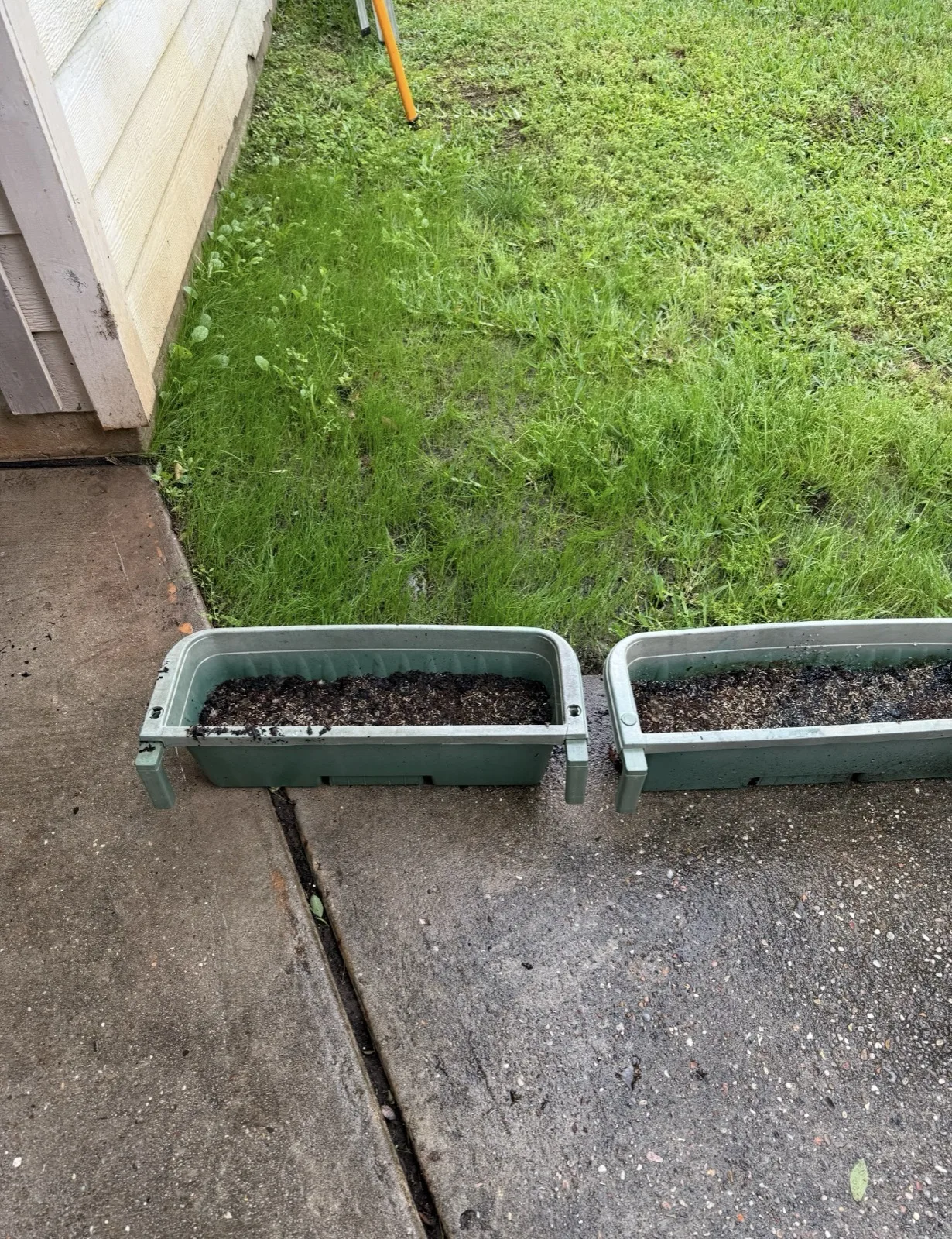 Day 14 YardDay hard-soil no-till internal test showing continued growth near the house