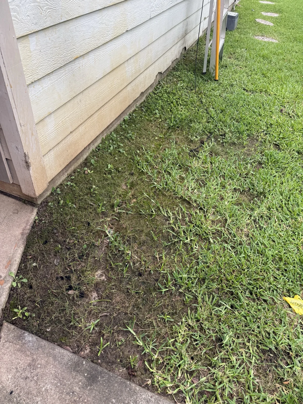 Day 7 YardDay hard-soil no-till internal test showing visible green growth near the house