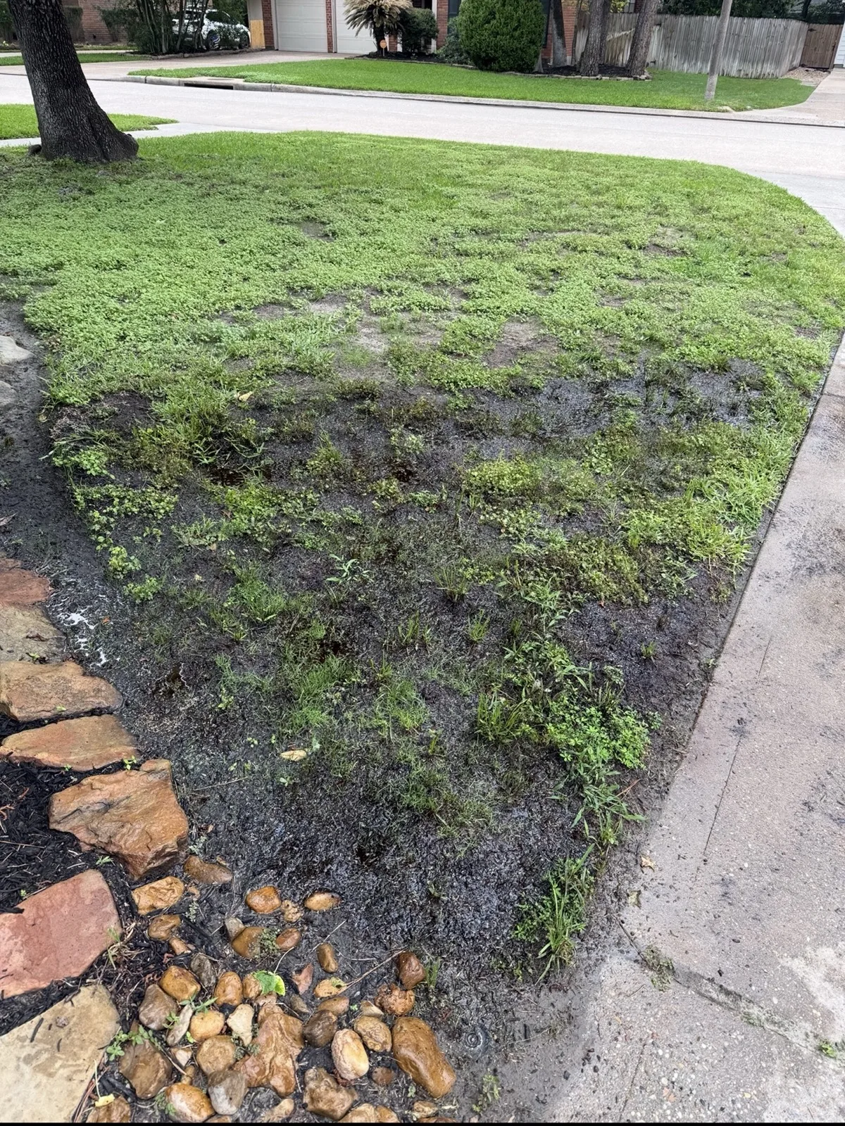 Day 7 lawn progress