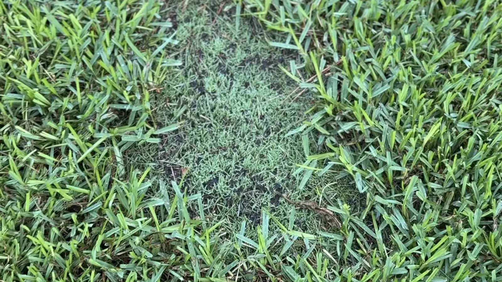 Day 7 real YardDay internal field photo showing visible green growth in one repaired patch